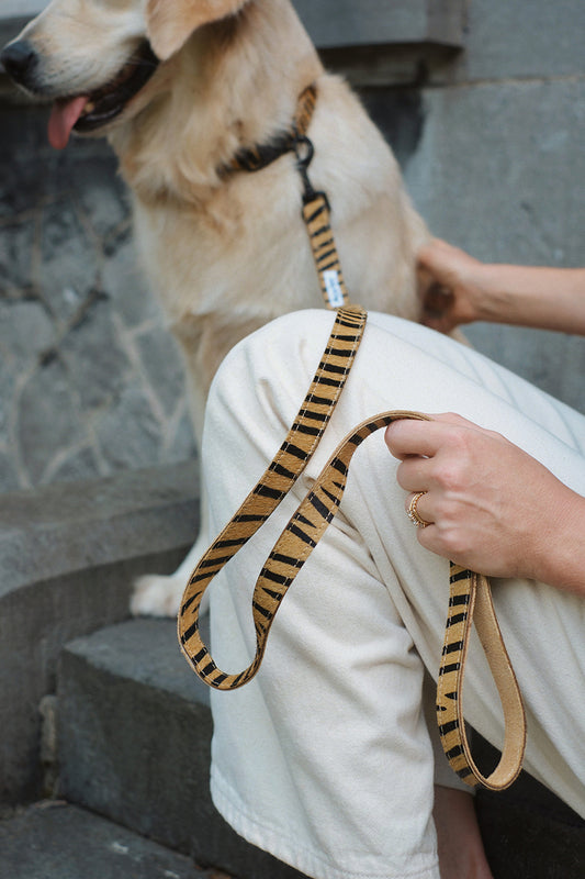 Laisse FAUVE tigrée
